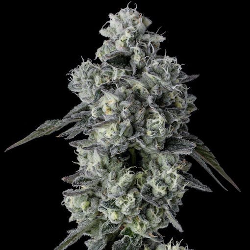 Raw Genetics GMO x Georgia Pie. (Courtesy Raw Genetics)