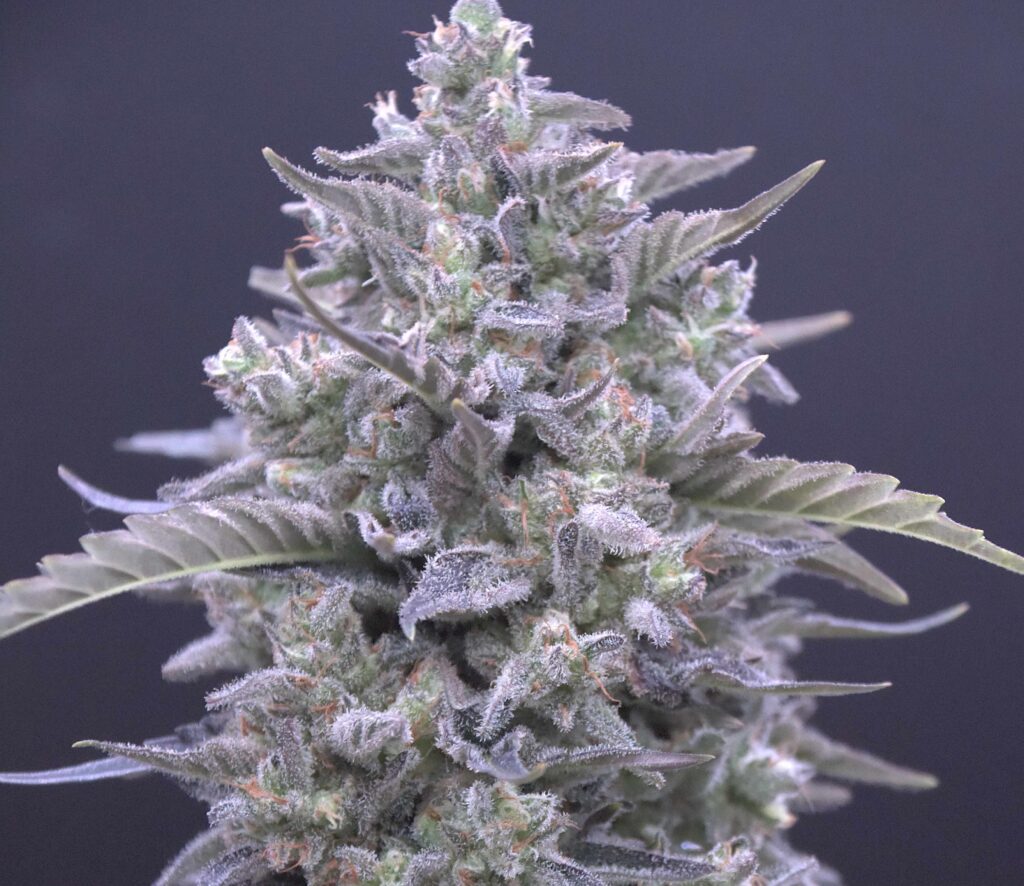 Speedrun Seeds  Feminized Autoflower Seeds