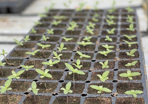 plant seedlings sprouting in grid