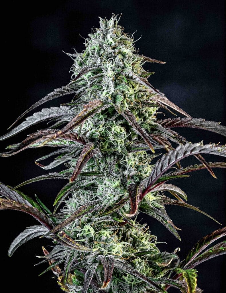 Top autoflower seeds to grow for spring and summer 2023 Leafly