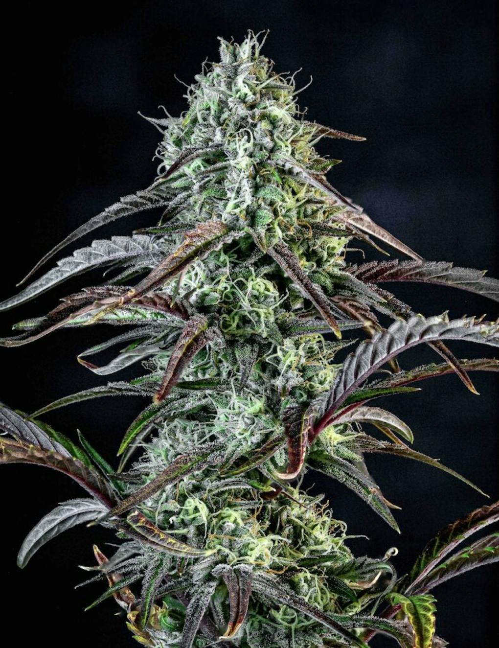 Top autoflower seeds to grow for spring and summer 2023 Leafly