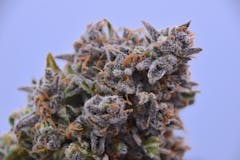 purple and orange close-up nug against light purple background