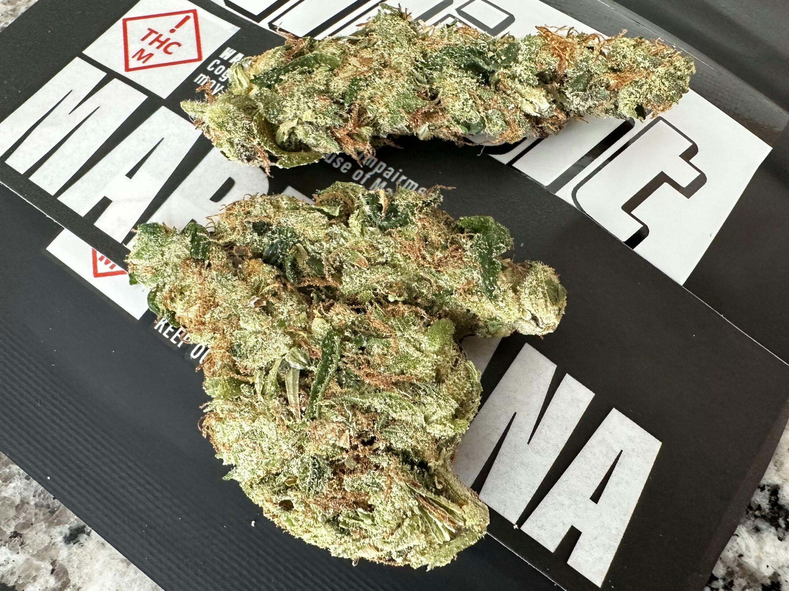 Clementine—Illicit Gardens, Missouri, 2023 image