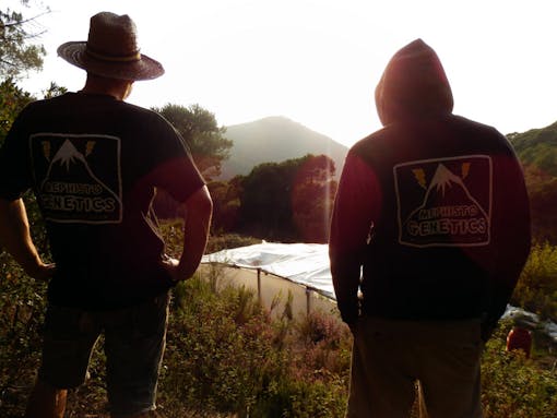 two men seen from behind standing outside