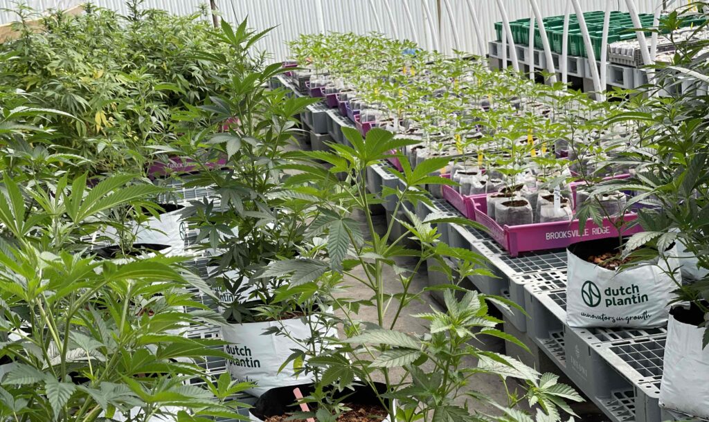 Rows of small plants in indoor cultivation