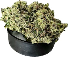 Diesel Train, sativa hybrid, Illicit Gardens, 2023. (David Downs/Leafly)