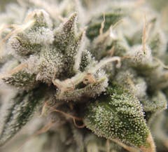 GMO from Flora Farms up close. (Photo by Flora Farms)