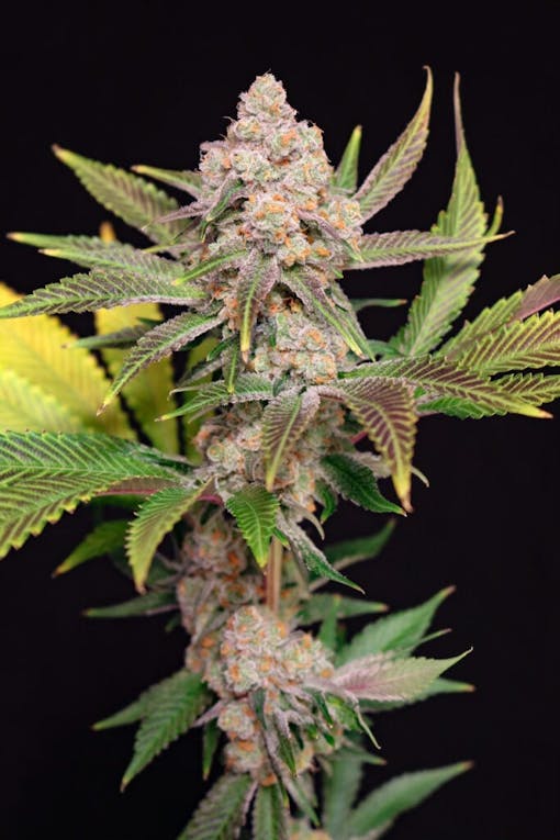 Guava Gator by Lovin' in Her eyes. (via email)