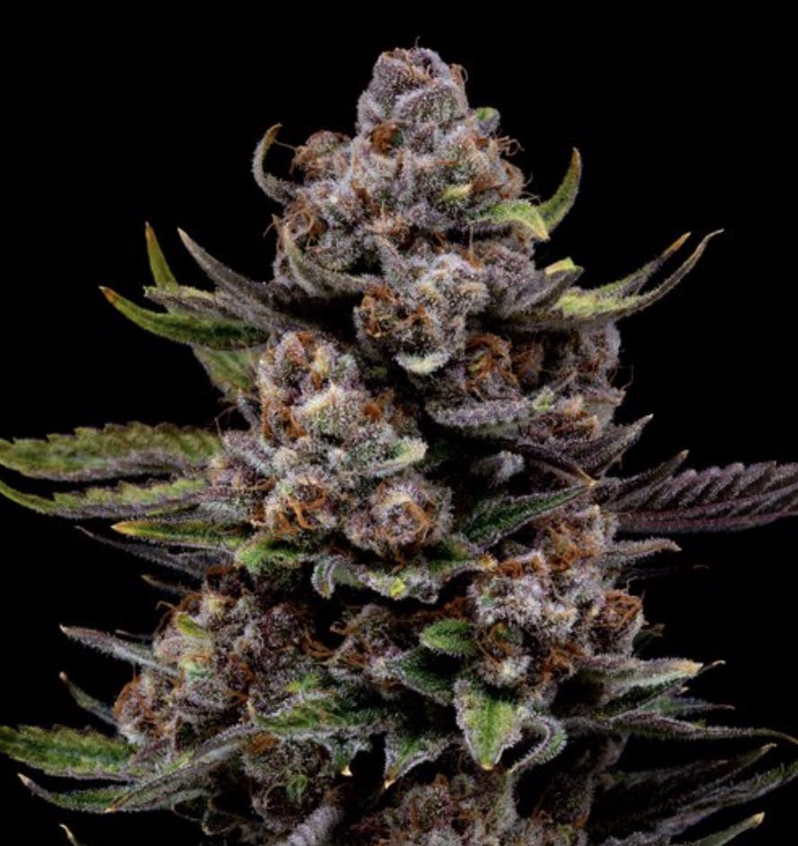 Wilson! Zero—Highland Provisions, Oregon, summer 2023 image