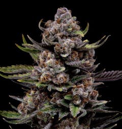 purple plant against black background