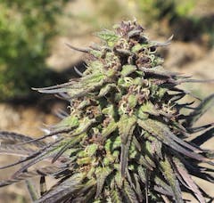 green and purple marijuana plant growing outdoors