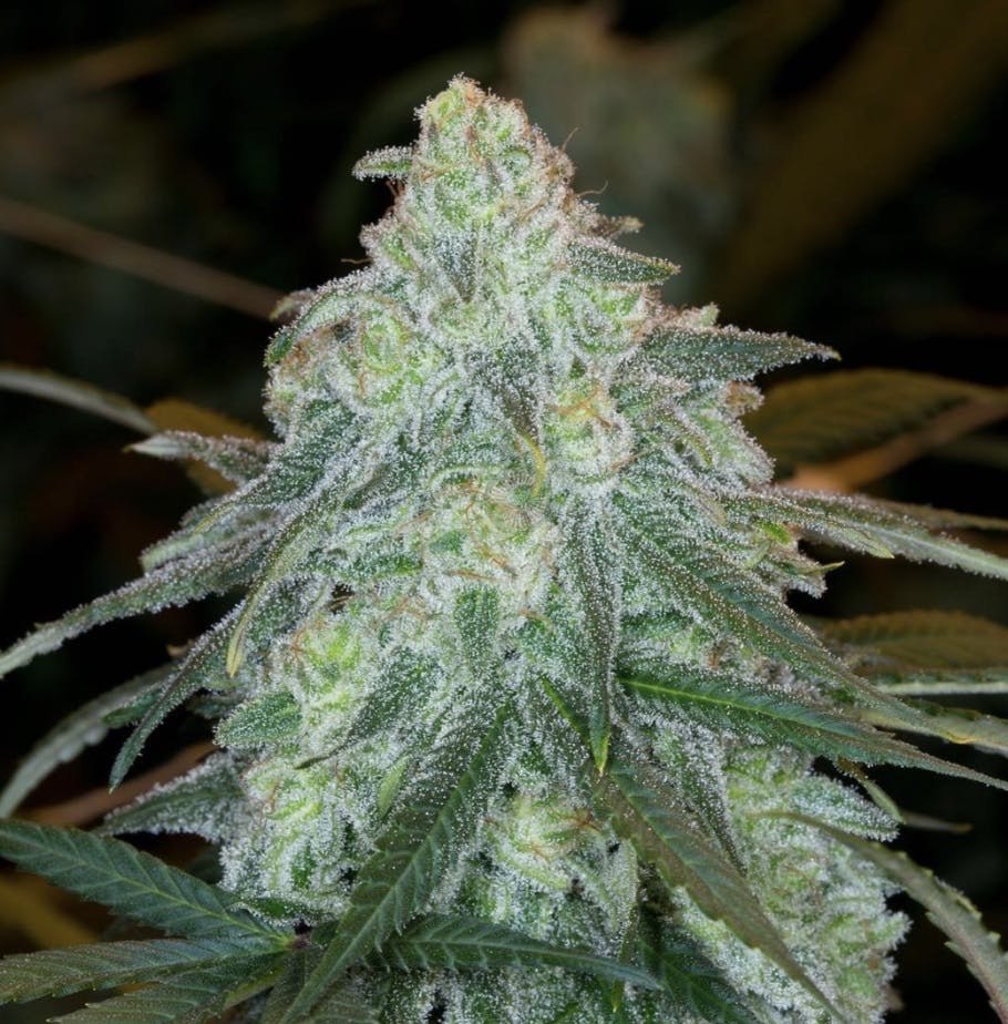 Huckleberry Web—Deep Creek Gardens, Oregon, summer 2023 image