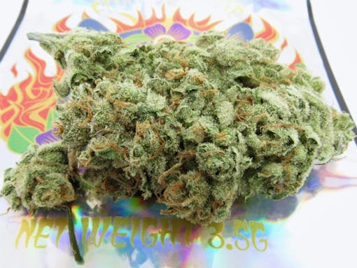 Super Silver Haze grown by Flora and Flame. (David Downs/Leafly)