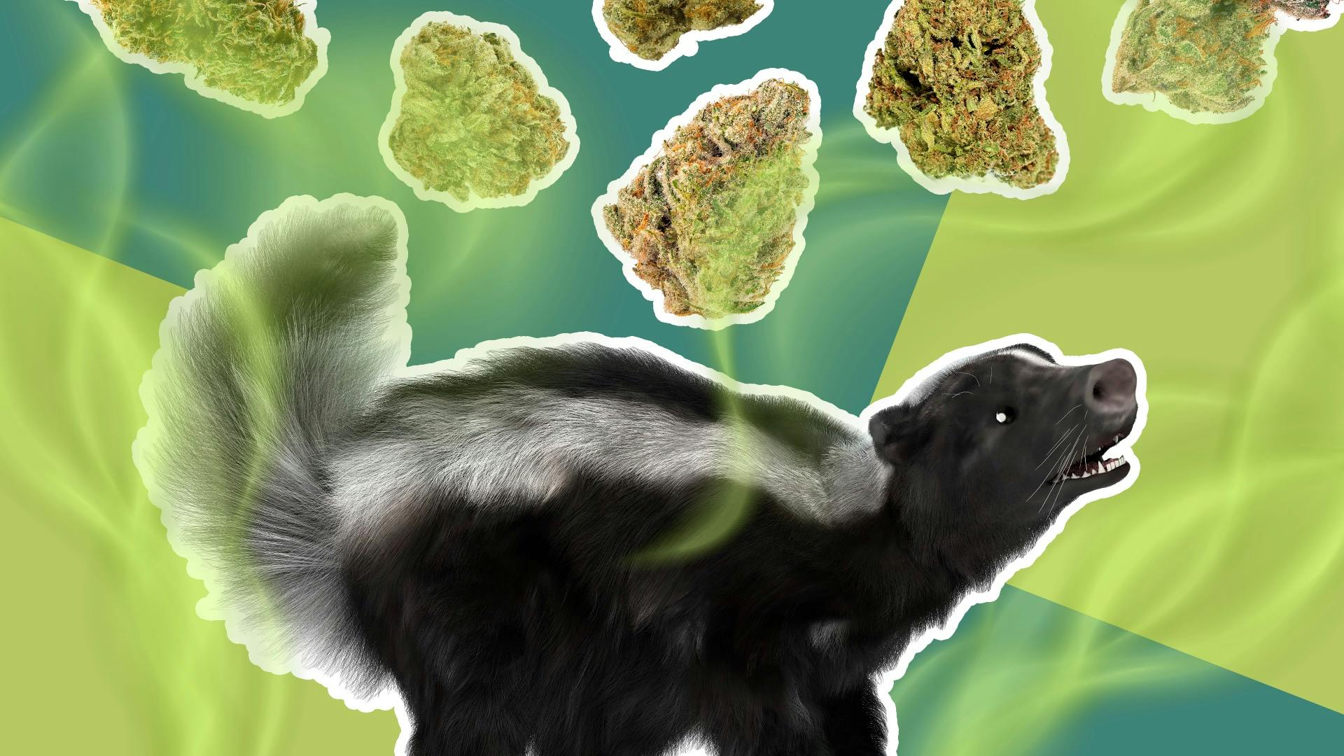 Skunk and gas weed smells herald new science of stink Leafly