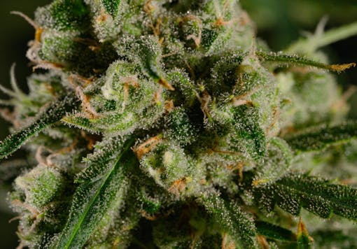 Jack Herer up close. (Courtesy Rythm)