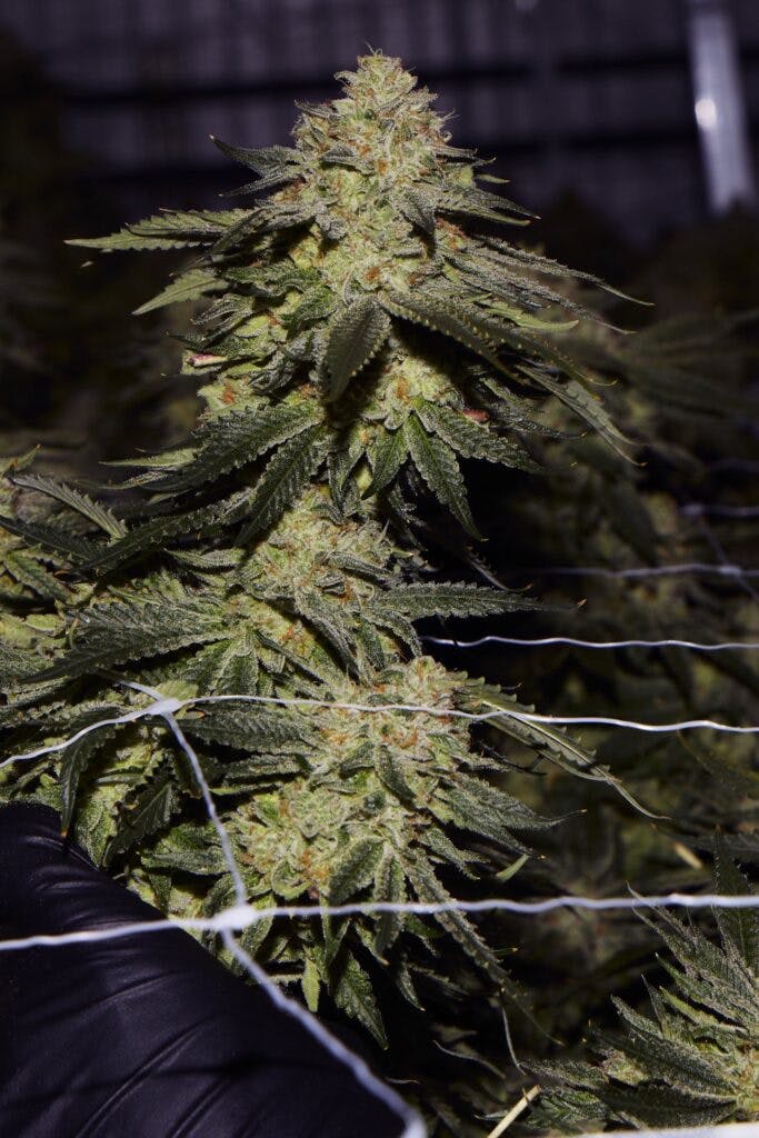 Malibu. Früher Giraffe P**** #1. Hybrid. (Mit freundlicher Genehmigung von Seed Junky Genetics)