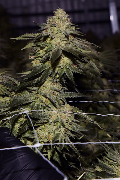 Malibu. Formerly Giraffe P**** #1. Hybrid. (Courtesy Seed Junky Genetics)