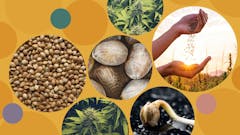 best cannabis seed companies