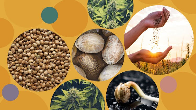 The best cannabis seed companies 2023 image