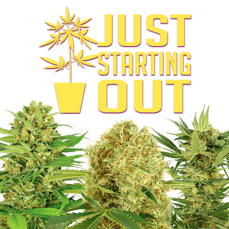 beste Cannabis-Saatgutunternehmen