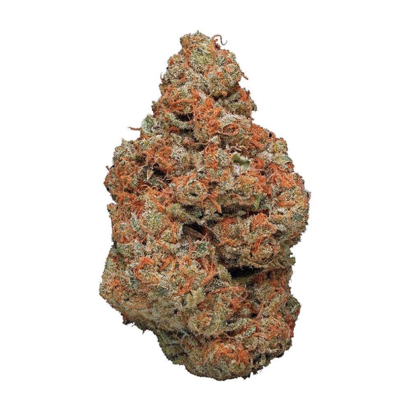 beste Cannabis-Saatgutunternehmen