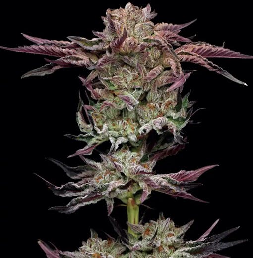 Jelly Donutz — a relative of Pink Runtz. (Courtesy of Humboldt Seed Company)