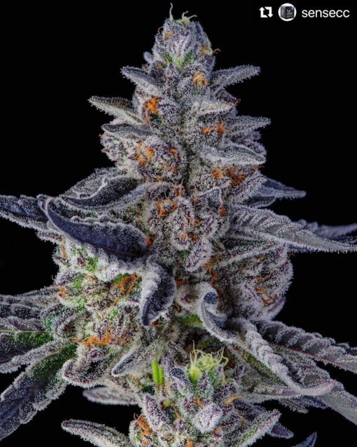 Purple Milk (Courtesy Sense)