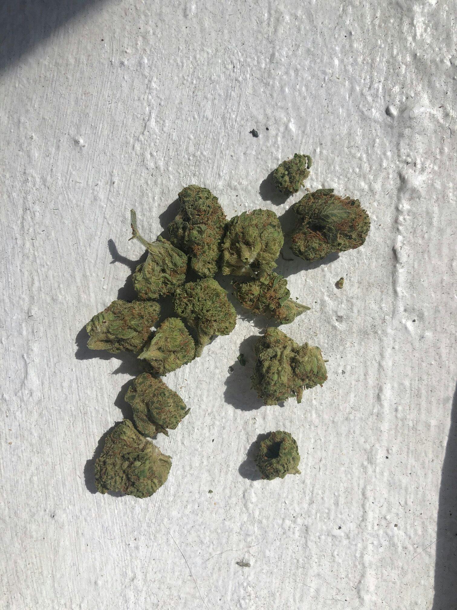 Guava IX—Nature's Heritage, Maryland, summer 2023 image