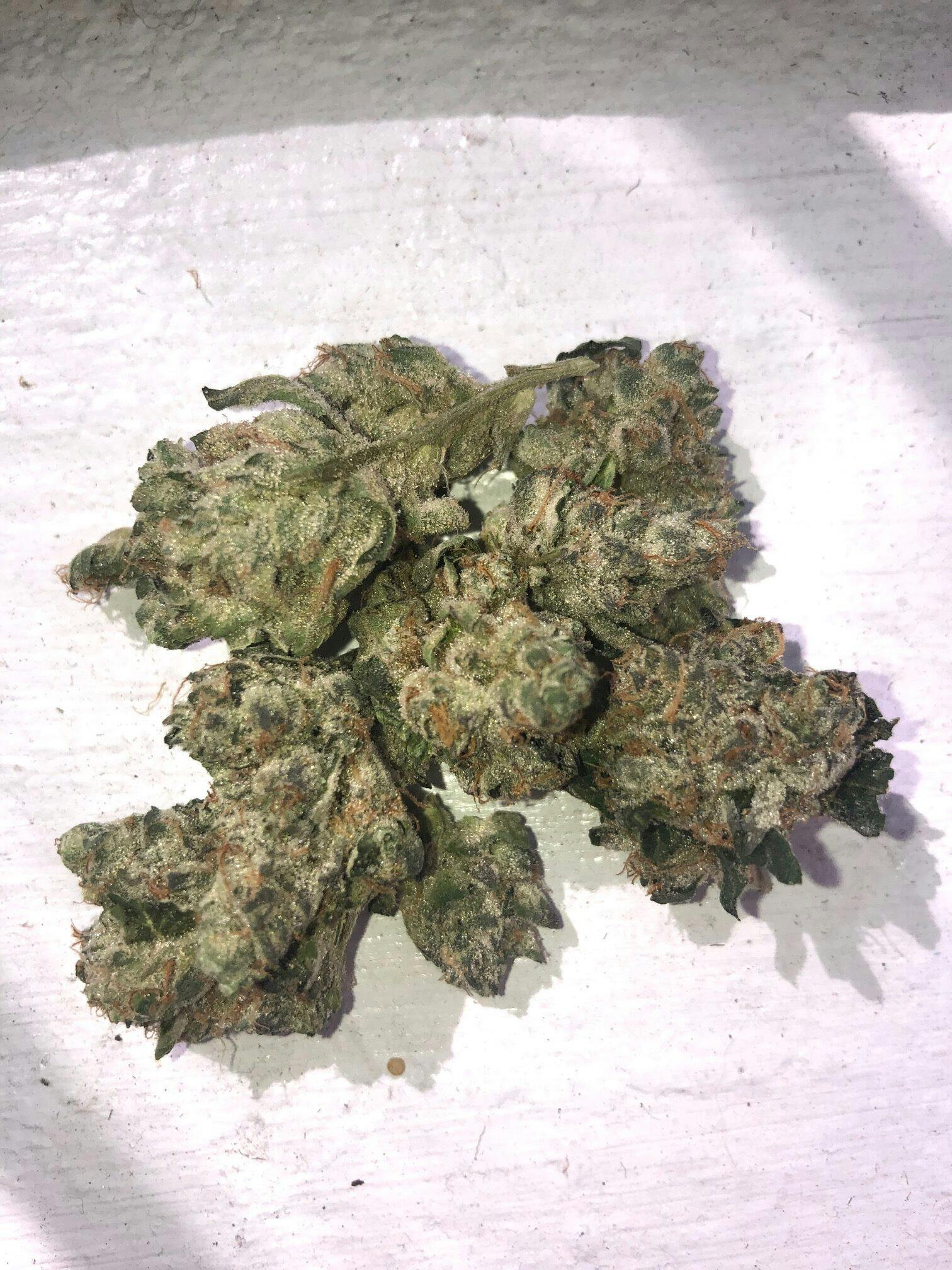 Blissful Wizard—Curio Wellness, Maryland, summer 2023 image