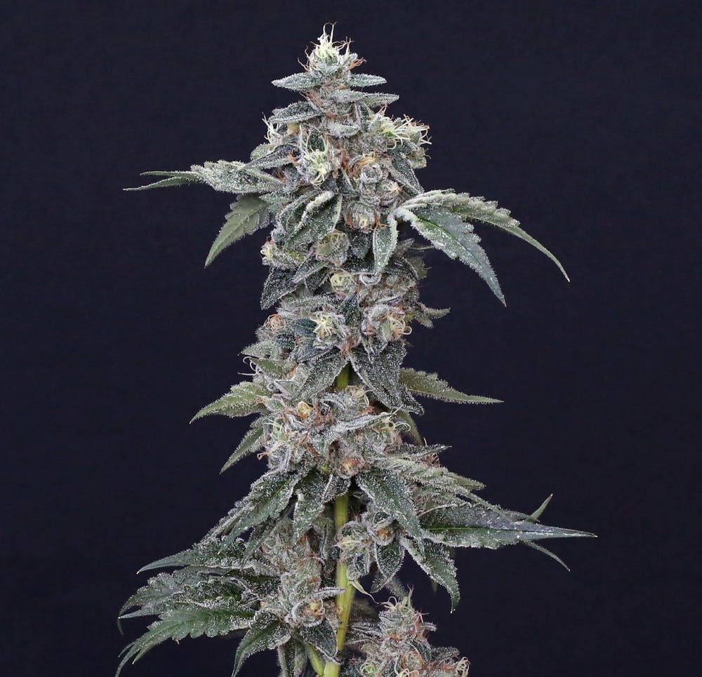 July 2023 Leafly HighLight Peach Ringz strain Leafly