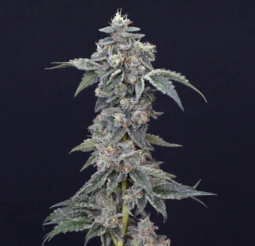 Peach Ringz by Node Labs. (Courtesy Compound Genetics)