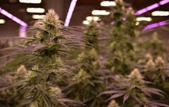 marijuana plants with flat purple leaves in an indoor grow room