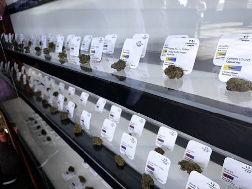 A row of buds in a contest case under white light. little placards behind each bud give descriptors like dessert. photo by David Downs for Leafly at the emerald cup 2023.