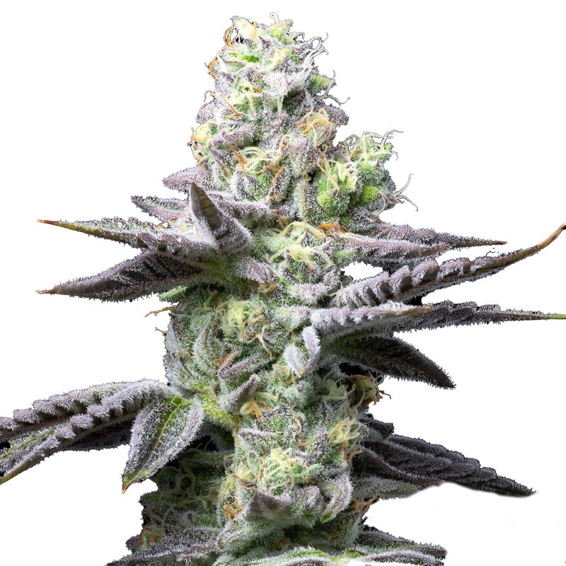 beste Cannabis-Saatgutunternehmen