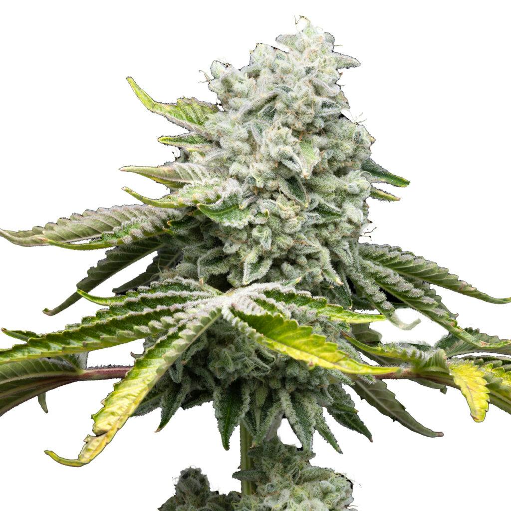 beste Cannabis-Saatgutunternehmen