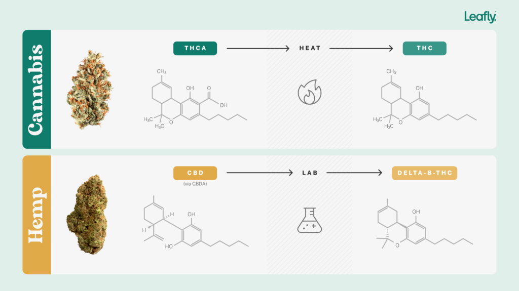 Science Of Delta-8-THC Vs. Delta-9-THC: Chemistry, Effects, Potency ...