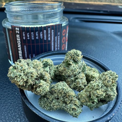 Sherbanger 22 from 530. Hybrid. (David Downs/Leafly)