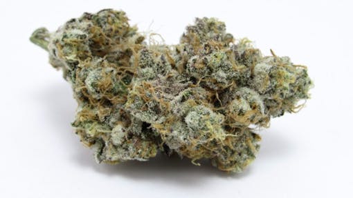 Flora and Flame Gary Payton grown in living soil. (David Downs/Leafly)