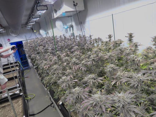 MOCA flowering room in living soil. (David Downs/Leafly)