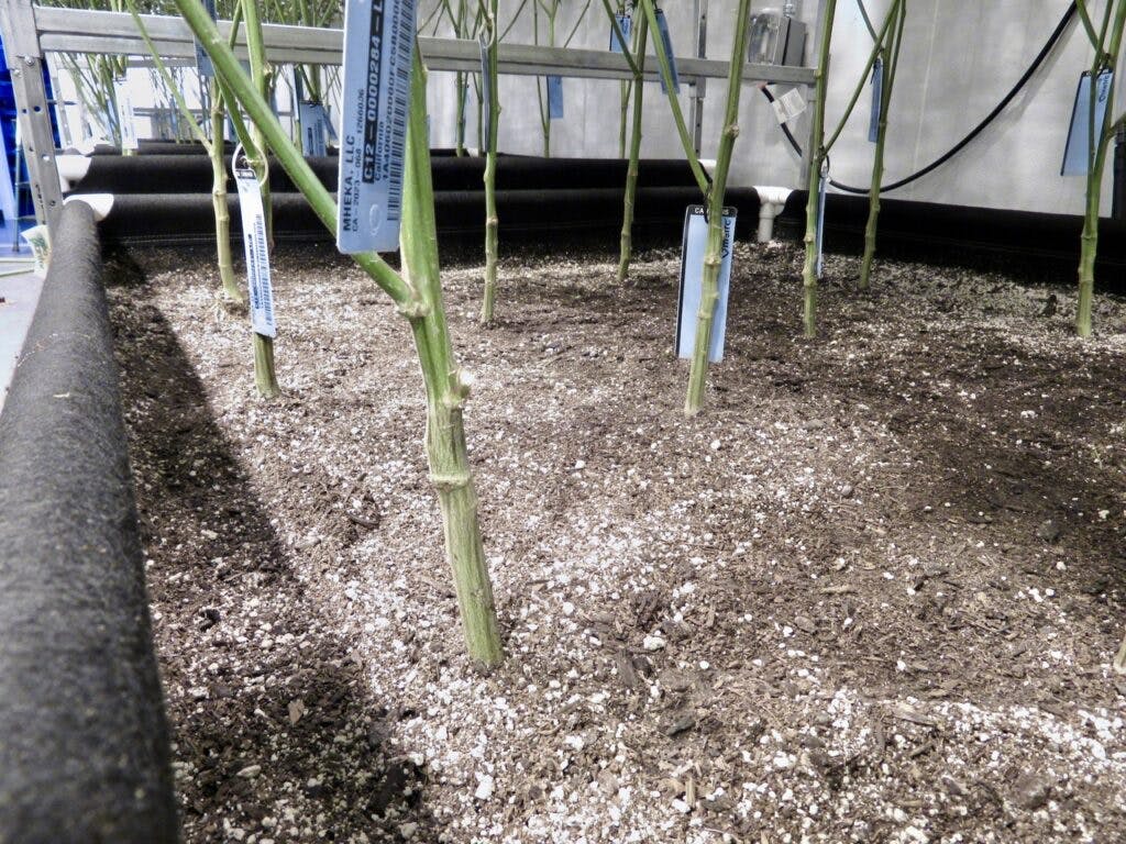 MOCA Floor Beds in Eureka, California. (David Downs/Leafly)