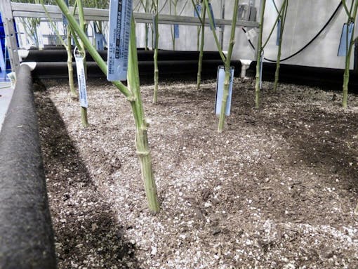 MOCA soil beds in Eureka, CA. (David Downs/Leafly)