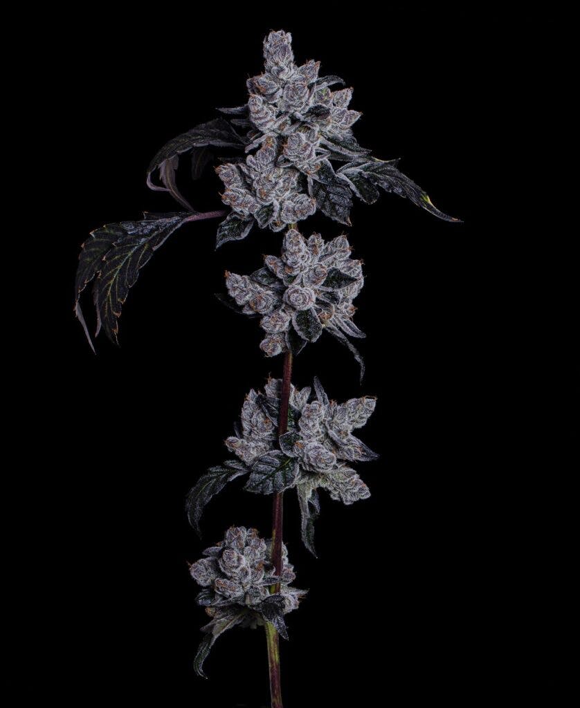 First Class Funk grown by LOWD in Oregon. (Photo by Resinated Lens, Courtesy LOWD)