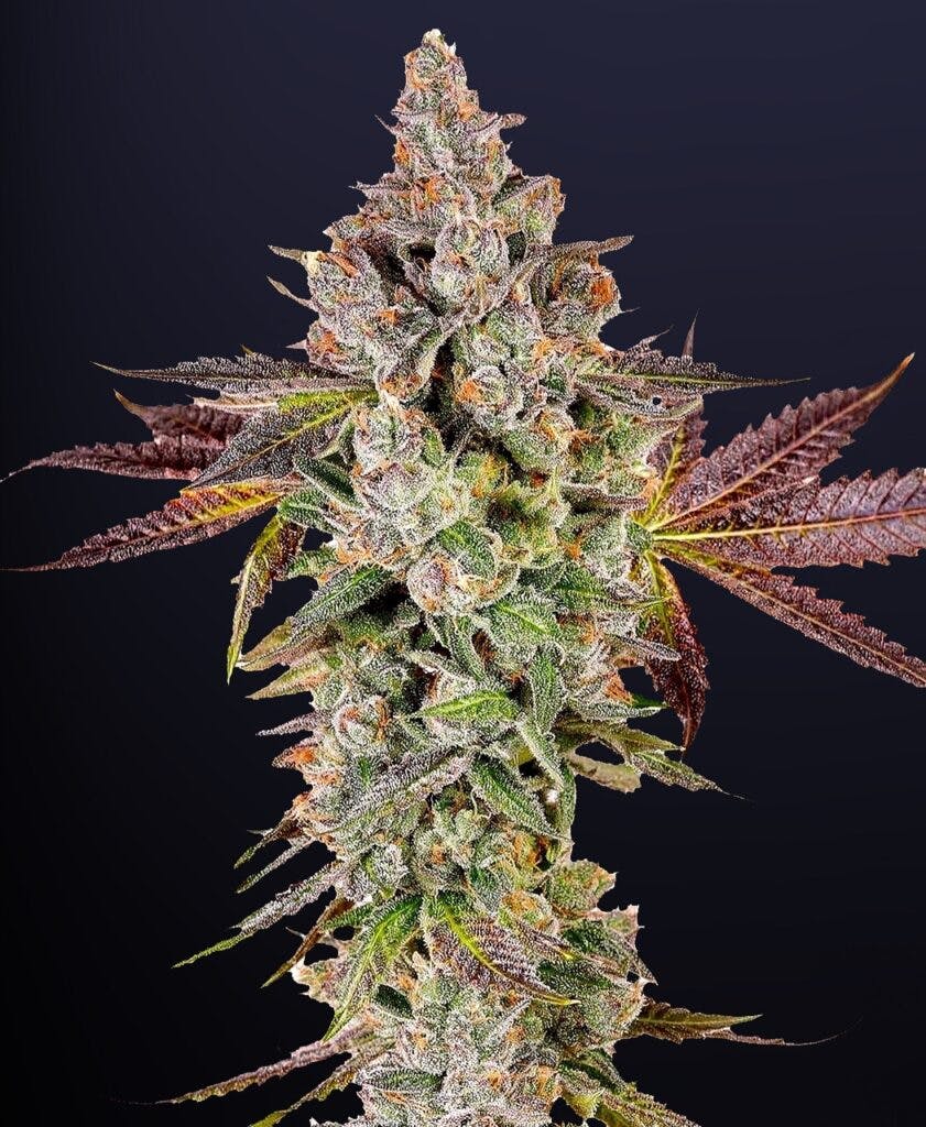 September 2023 Leafly HighLight: First Class Funk strain – Bud Billions ...