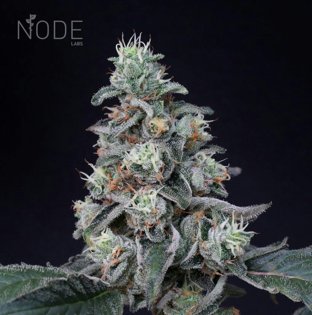 September 2023 Leafly HighLight First Class Funk strain Bud Billions Your Gateway to