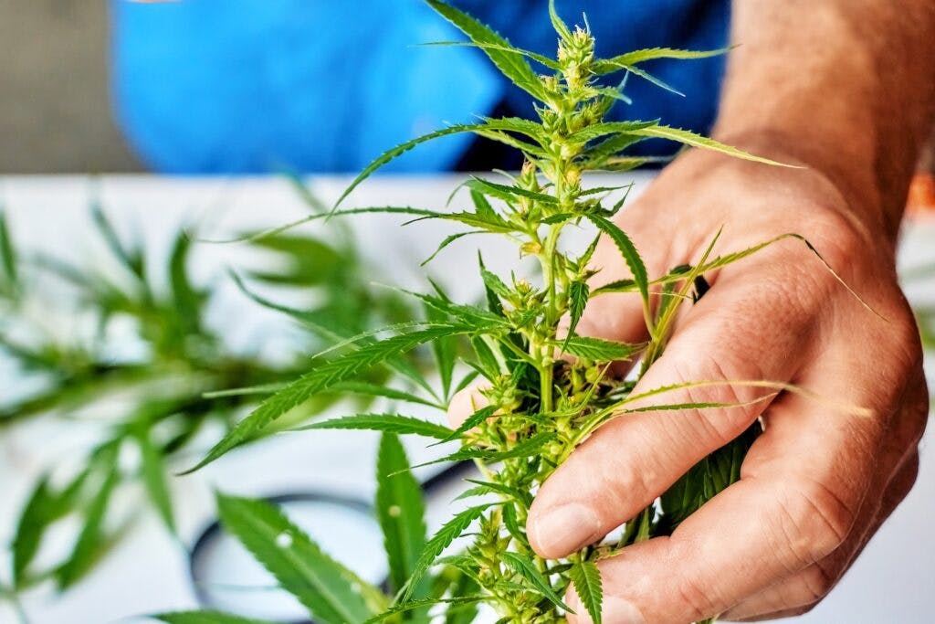 Plants with a latent viroid infection in hops appear stunted and poorly developed. (Shuttersock)