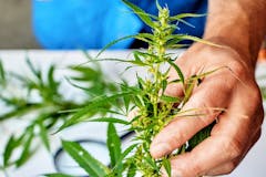 hand seen holding a stunted and mal-developed small marijuana plant. (Shuttersotck)