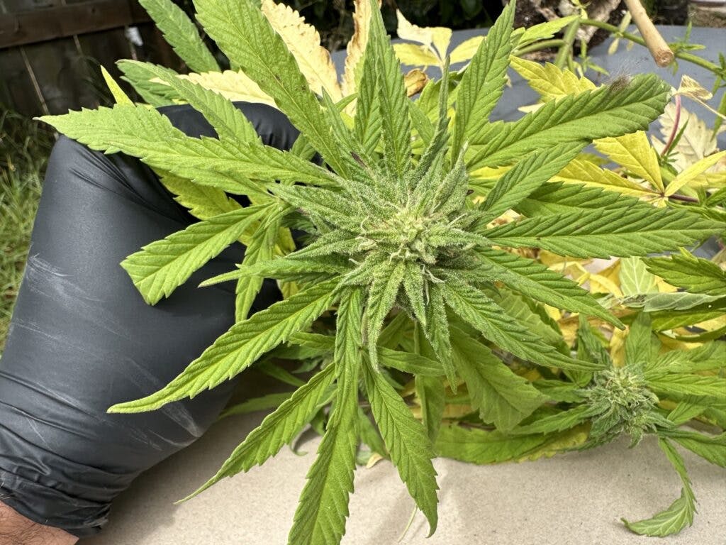 This bud is showing nitrogen issues, as well as thin crinkle-cut leaf, and the airy, larfy bud development. All signs of a hop latent viroid infection. (David Downs/Leafly)