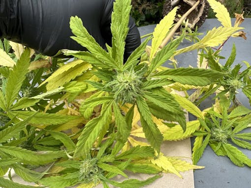 A bud with suspected HLV disease. (David Downs/Leafly)