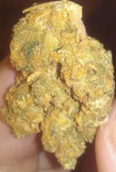 thumb and finger pinching enormous bright yellow and light green nug