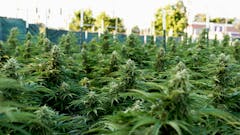 tops of mature marijuana plants seen growing outdoors at a grow